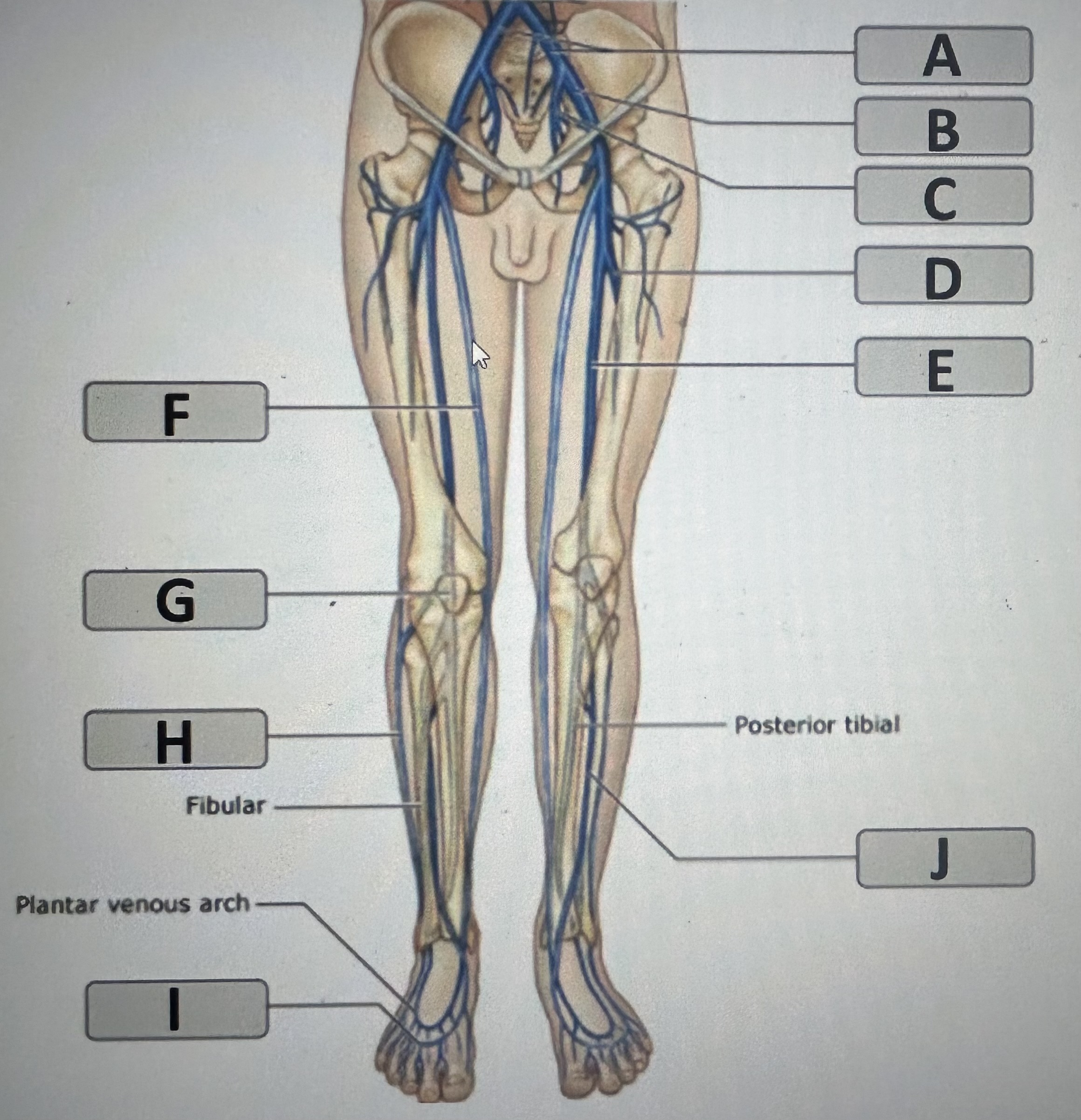 Identify the major vein labeled F