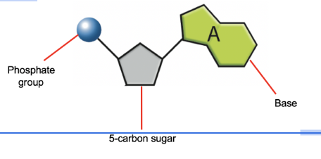 <ul><li><p><span>&nbsp;Join together to form a strand of DNA.</span></p></li><li><p><span>A nucleotide is made up of three things:</span></p><ul><li><p><span>A 5 carbon sugar called deoxyribose&nbsp;</span></p></li><li><p><span>A phosphate group</span></p></li><li><p><span>A nitrogen base (one of four)</span></p></li></ul></li></ul><p></p>