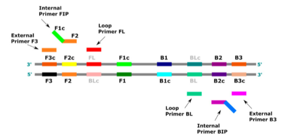 <p>(target/isothermal amplification) loop mediated amplification (LAMP)</p>