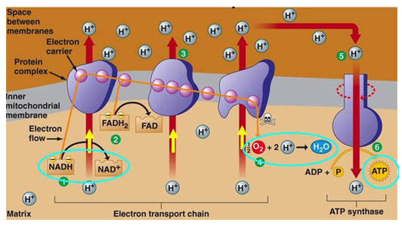 <p>Electron transport system:</p><p>. aerobic + in mitochondria </p><p>. uses oxygen - called oxidative phosphorylation </p><p>. electrons available for oxygen + hydrogen molecules to form water </p><p>. movement of protons (H+) through ATP synthase pumps gives energy and is where the ADP is joined with the P to form ATP</p><p>. produces 34 ATP</p>