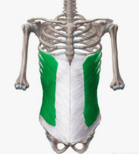 <p>external oblique</p>