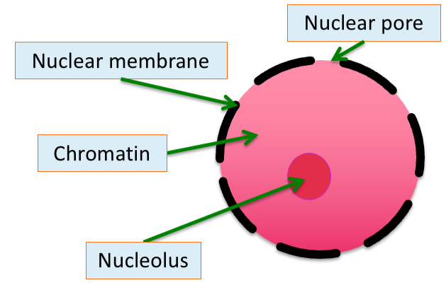 <p><span>•Largest organelle.</span></p><p><span>•Surrounded by a double membrane called the </span><span style="color: rgb(255, 108, 45)">nuclear envelope</span><span>.</span></p><p><span>•This has pores in it called </span><span style="color: rgb(255, 108, 45)">nuclear pores</span><span>.</span></p><p><span>•The fluid inside is called the </span><span style="color: rgb(255, 108, 45)">nucleoplasm</span></p><p><span>•Contains DNA which is in the form of </span><span style="color: rgb(255, 108, 45)">chromatin</span><span> when not dividing and </span><span style="color: rgb(255, 108, 45)">chromosomes</span><span> when it is.</span></p><p><span>Contains the </span><span style="color: rgb(255, 108, 45)">nucleolus</span><span> inside.</span></p>