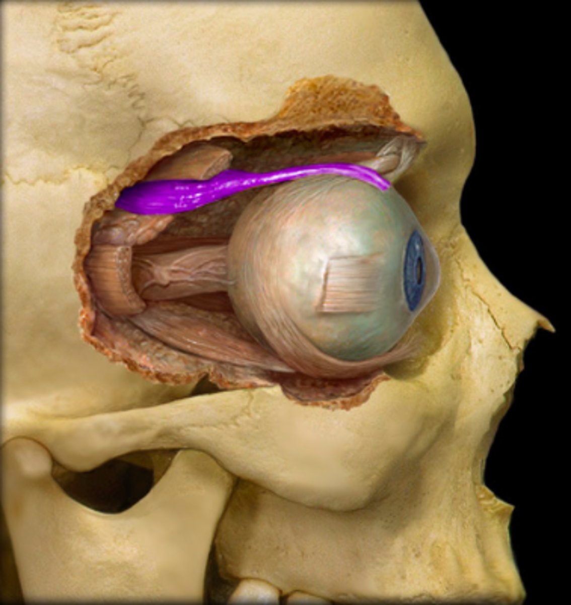 <p>extraocular muscle in the eye; elevates the eye, moves the eye toward the nose, rotates the eye inward</p>