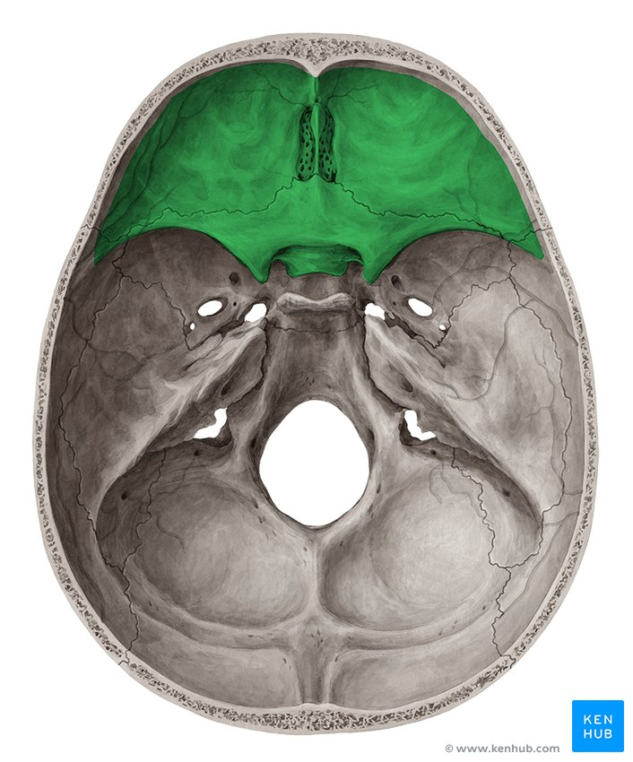 <p>A flattened or shallow surface</p>