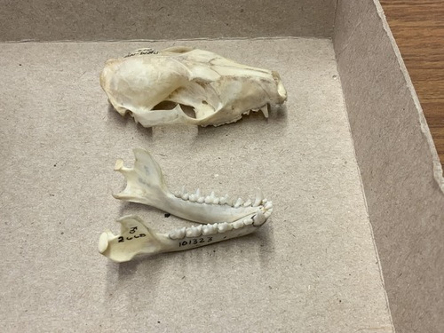 <p>Family, Order, Cohort, Infraclass, Subclass</p><p>-polyprotodont (4I, 3i); pronounced tribosphenic molar</p><p>-well-developed canines</p><p>-small sagittal crest</p>