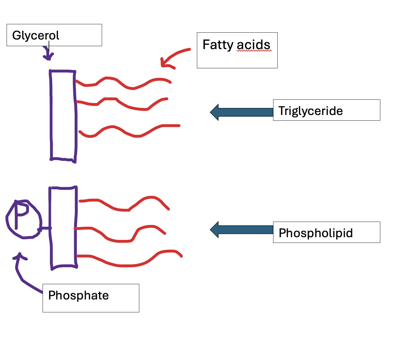<p>A glycerol covalently bonded with 1-3 fatty acids. These are ester bonds</p>