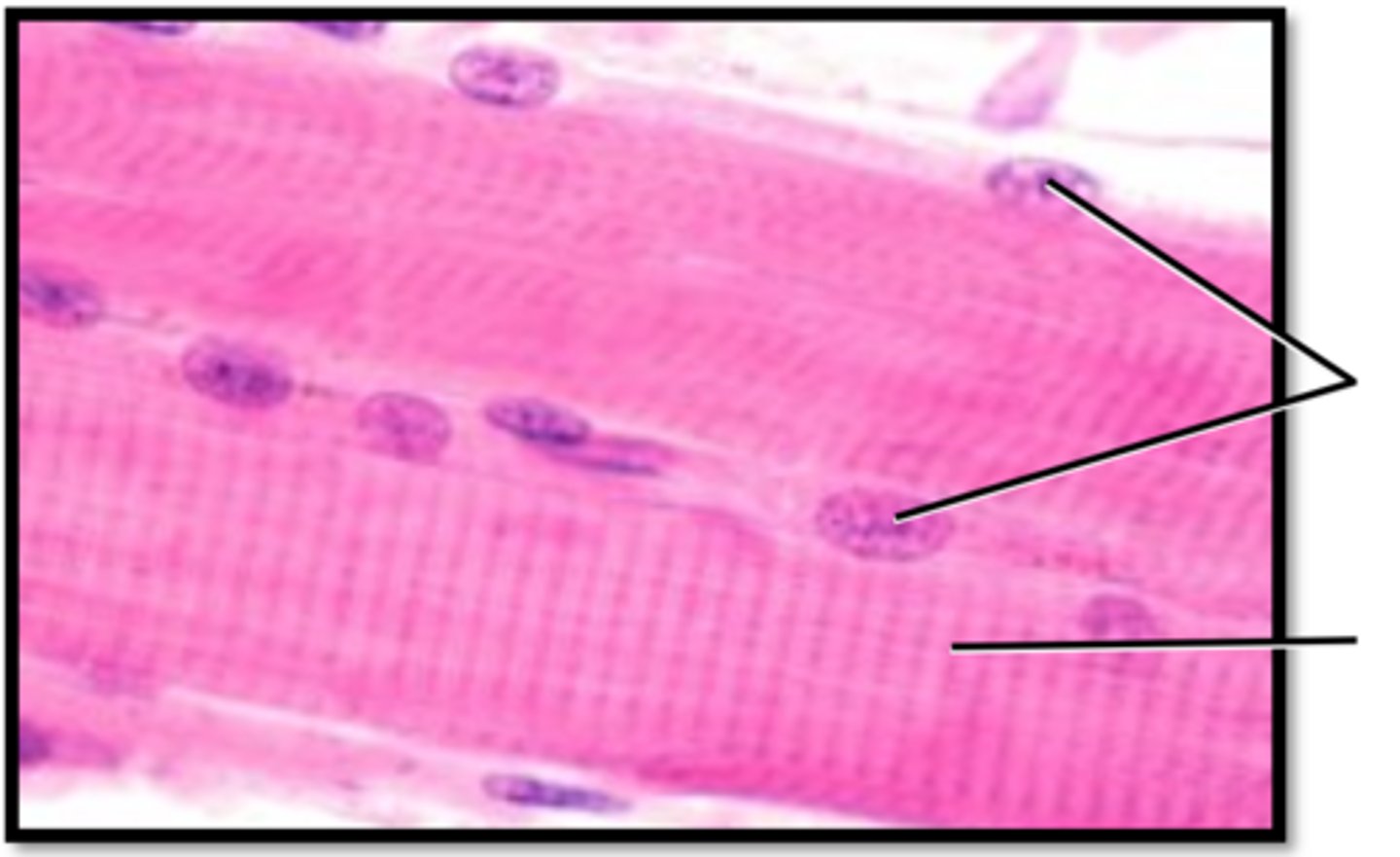 <p>Name this tissues location</p>