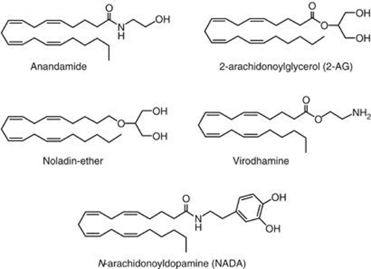 <p>They are naturally occurring compounds that bind to cannabinoid receptors.</p>