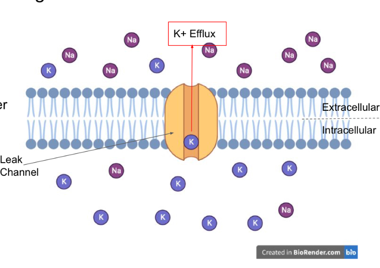 <p>an area of high potassium concentration to a lower concentration area (intracellular -&gt; extracellular).</p>