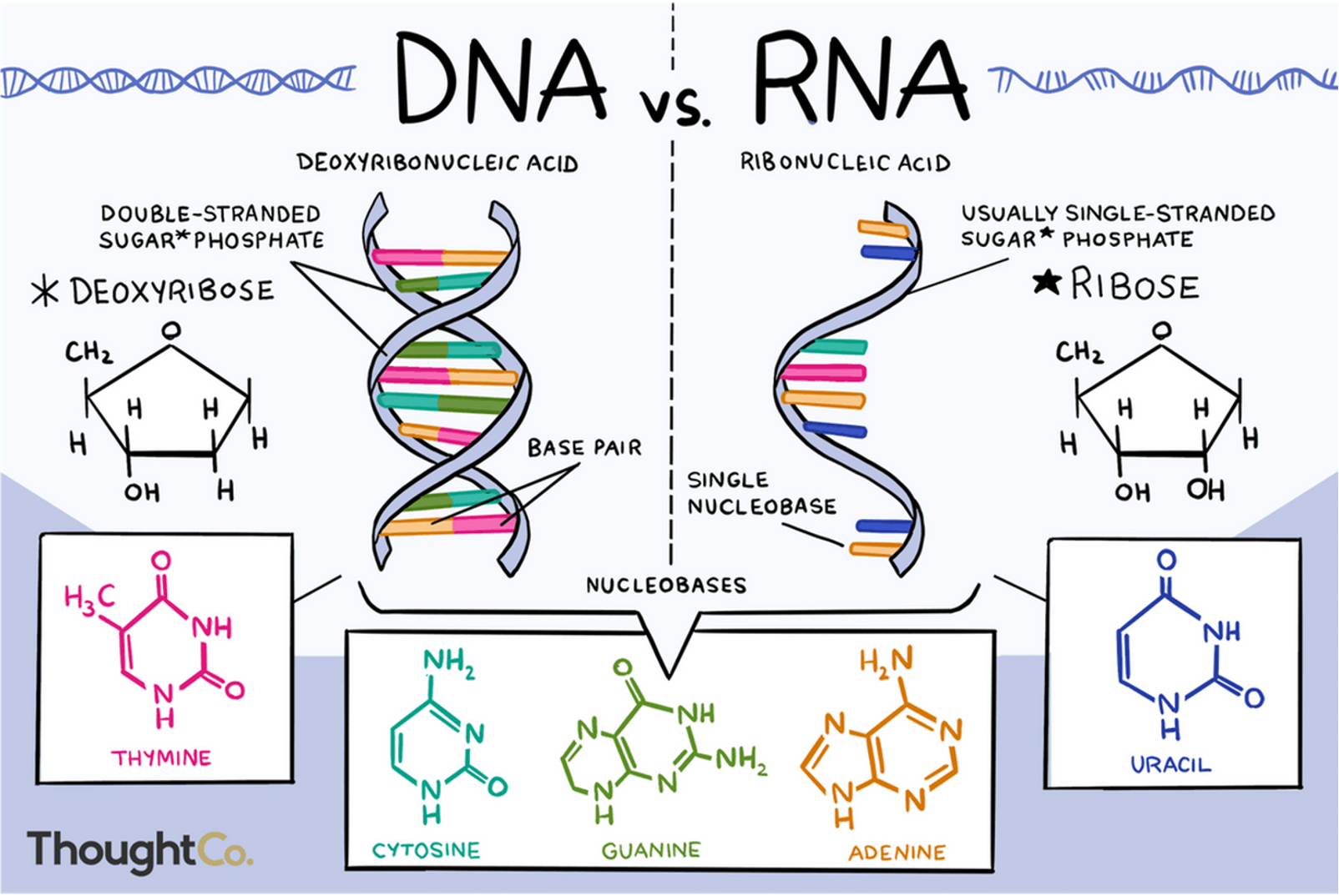 <p><span>Guanine (G), cytosine (C), adenine (A) and uracil (U) (Thymine replaced by Uracil)</span></p>