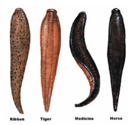 <p>Class 3-moderately tolerant</p>