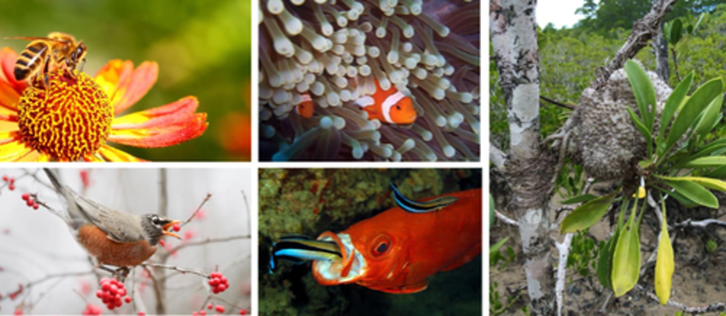 <p>an interaction between two species in which each species receives benefits from the other</p>