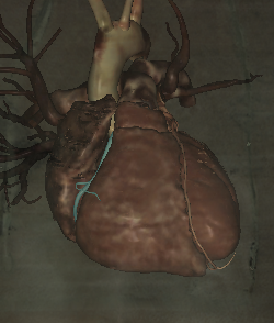 <p>Name the structure highlighted </p>