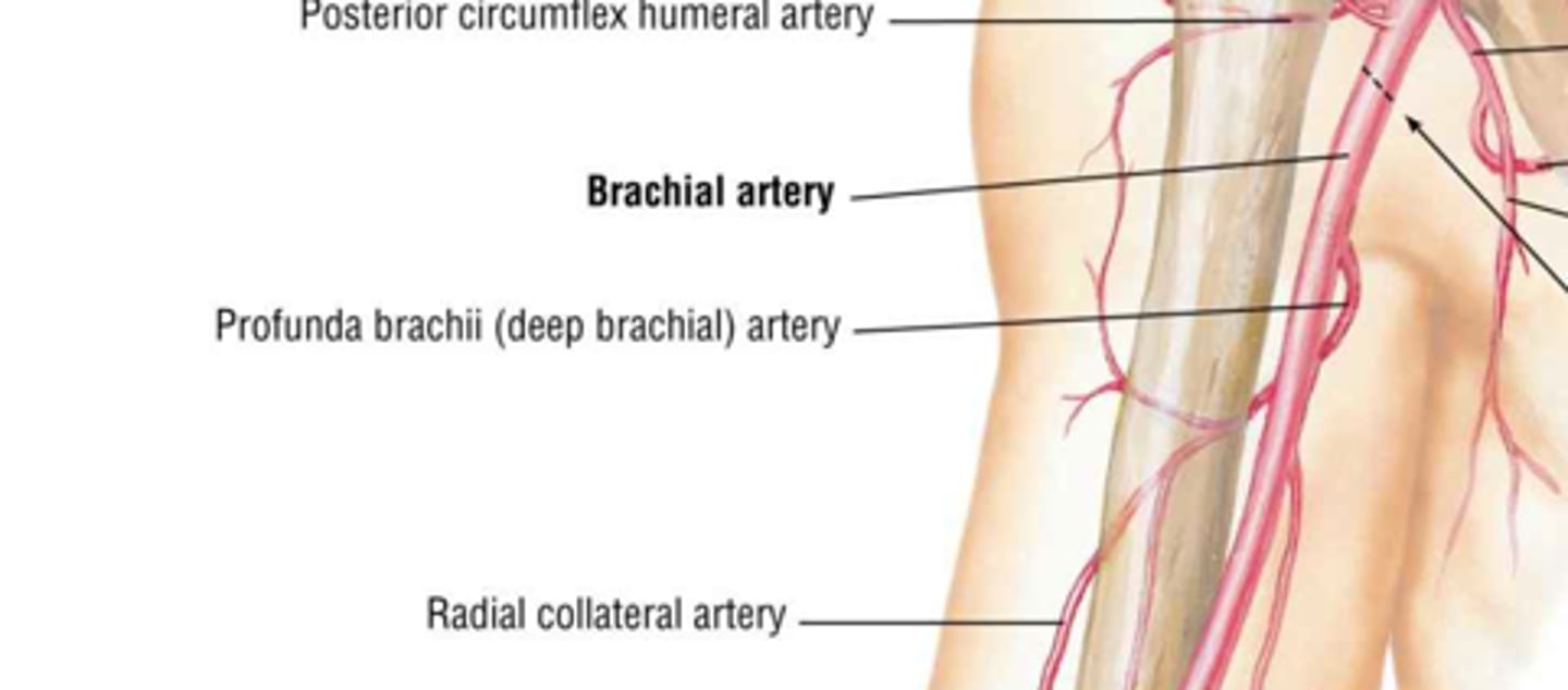 <p>radial nerve along the radial groove of the humerus</p>