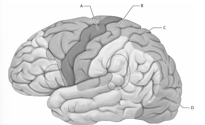 <p>Select the letter that represents the location of the primary motor cortex.</p><p>A) A </p><p>B) B </p><p>C) C </p><p>D) D</p>