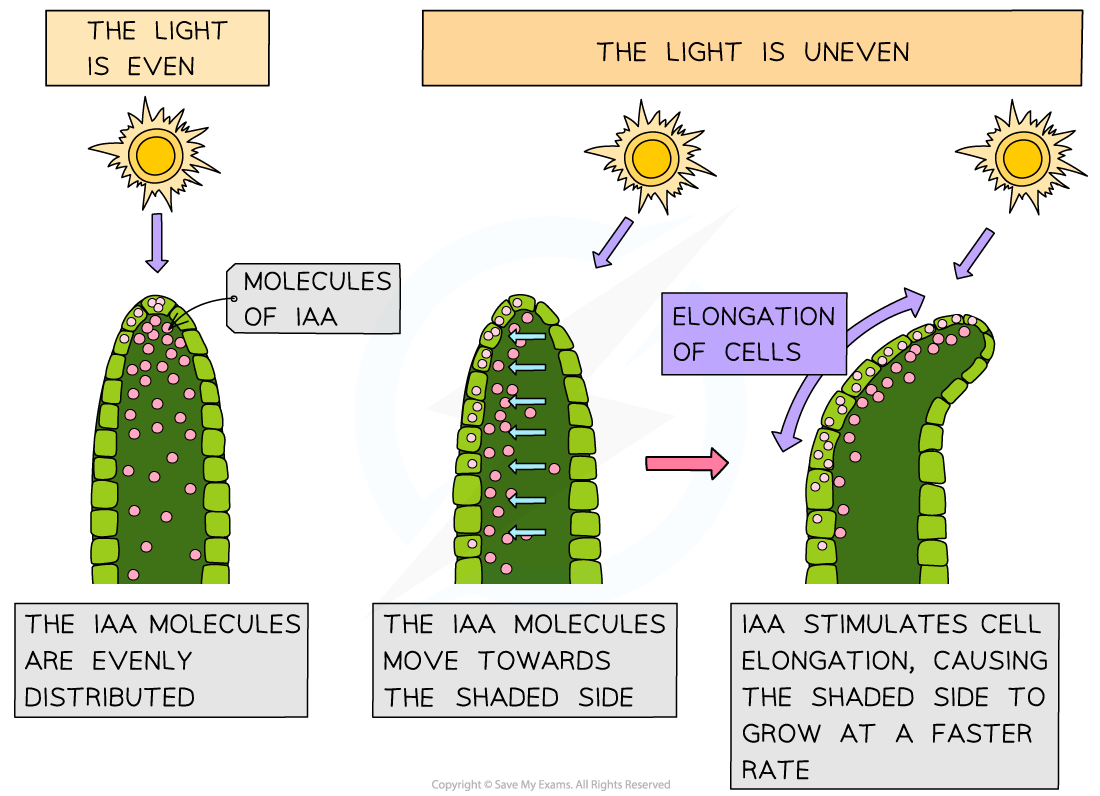<p>Cells in the tip of the shoot produce IAA</p><p>IAA is then transported evenly down the shoot</p><p>The&nbsp;<strong>concentration of IAA</strong>&nbsp;determines the&nbsp;<strong>rate of cell elongation</strong>&nbsp;within the stem</p><p>A&nbsp;<strong>higher concentration of IAA&nbsp;</strong>causes an&nbsp;<strong>increase </strong>in the rate of cell elongation&nbsp;</p><p>If the&nbsp;concentration of IAA is <strong>not uniform</strong>&nbsp;across the stem then&nbsp;<strong>uneven cell growth </strong>can occur</p><p>When light shines on a stem from one side,&nbsp;IAA is transported<strong>&nbsp;from the illuminated side of a shoot to the shaded side</strong></p><p>An&nbsp;<strong>IAA gradient</strong>&nbsp;is established, with&nbsp;<strong>more on the shaded side </strong>and<strong> less on the illuminated side</strong></p><p>This results in a faster rate of cell elongation on the shaded side of the root and so the shoot bends towards the source of light</p>