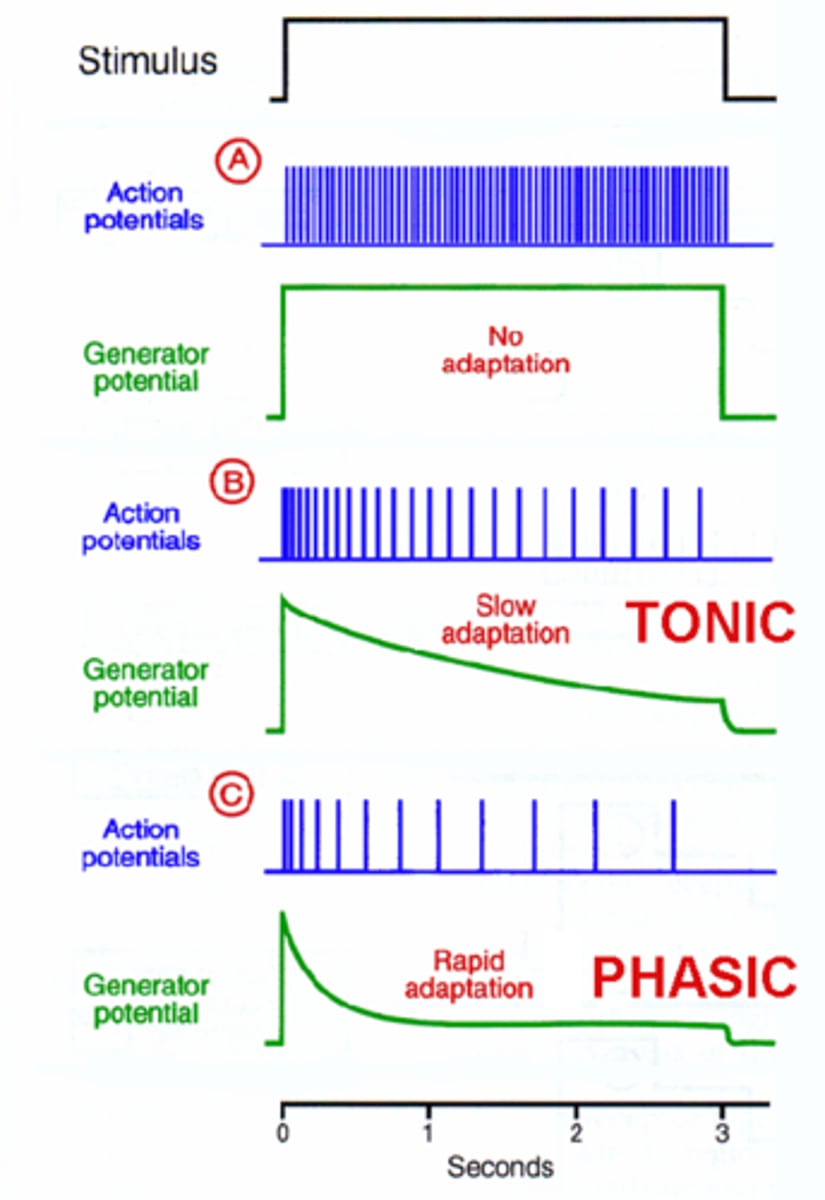 <p>Non-adaptive: neuron firing rate will not change over time, and is fired at a constant rate.</p><p>Slow-adapting: slowly will adapt to stimulus over time (action potentials start fast but become less and less frequent until they finally stop altogether).</p><p>Fast-adapting: will fire quickly at the beginning, then stop, and fires again once stimulus stops.</p>