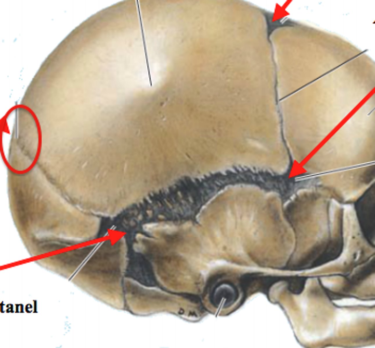 knowt flashcard image