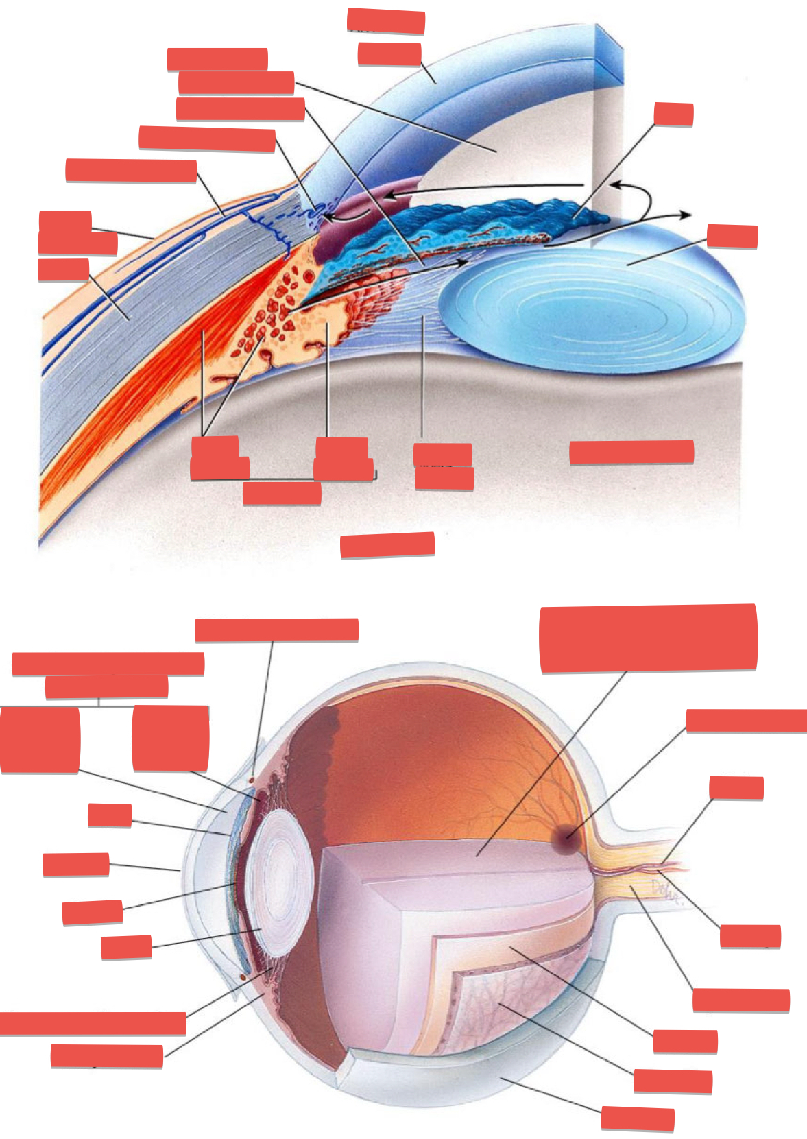 <p>What does anterior and posterior cavity contain?</p>