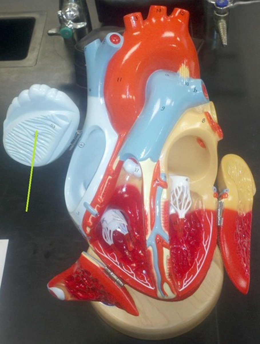 <p>muscular ridges in auricles and right atrial wall</p>