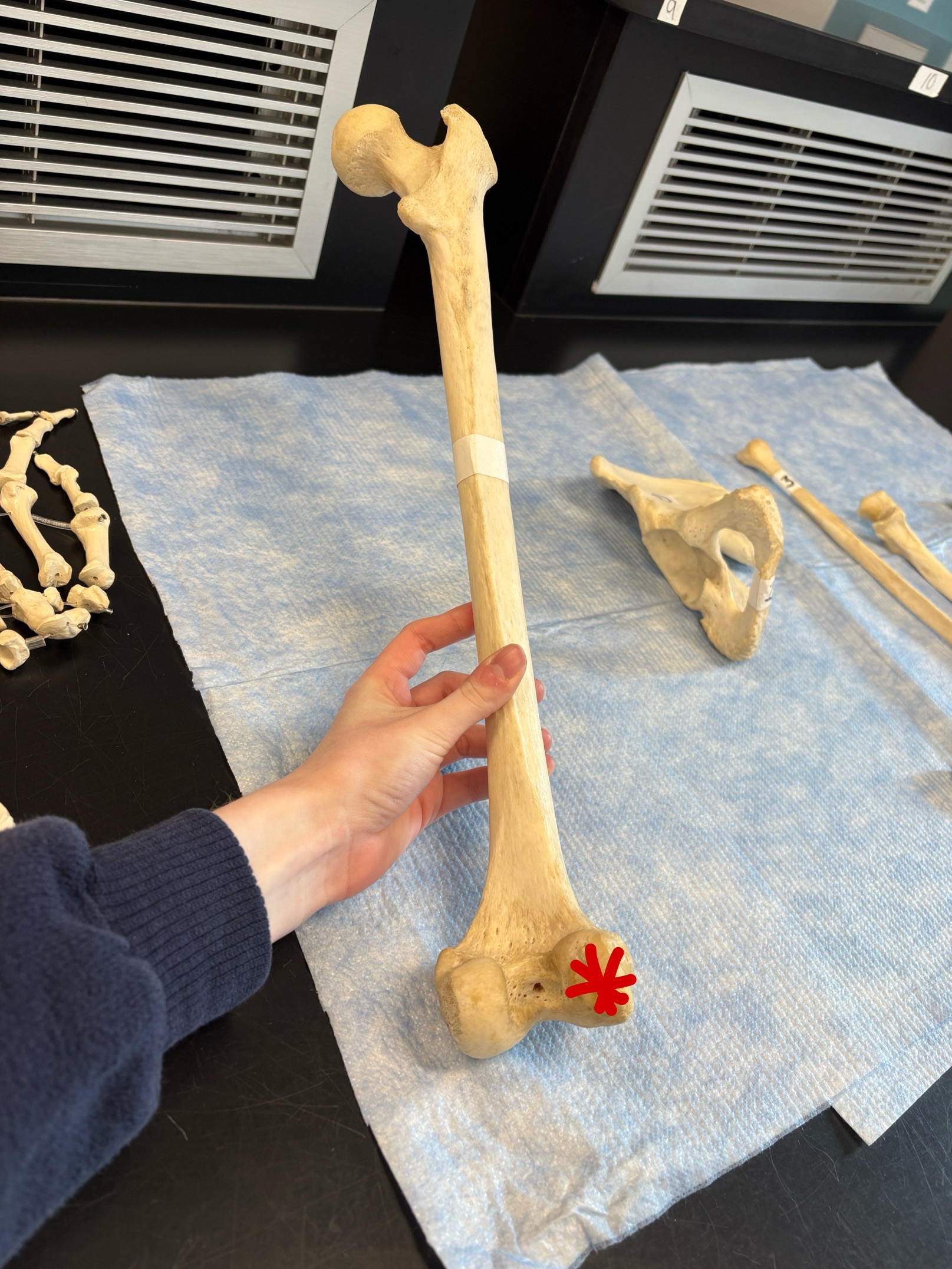 <p>Name this structure</p>