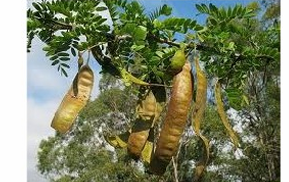 <p>BFD - Gleditschia fera</p>