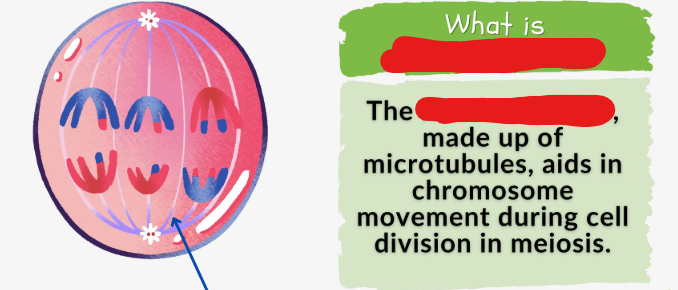 <p>The structure made up of microtubules used during meiosis 1, specifically anaphase 1, to pull apart tetrads.</p>