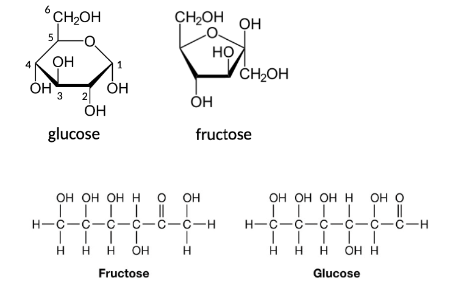 <p>pentose (5 carbons – ribose), hexoses (6 carbon – glucose, fructose, galactose)</p>