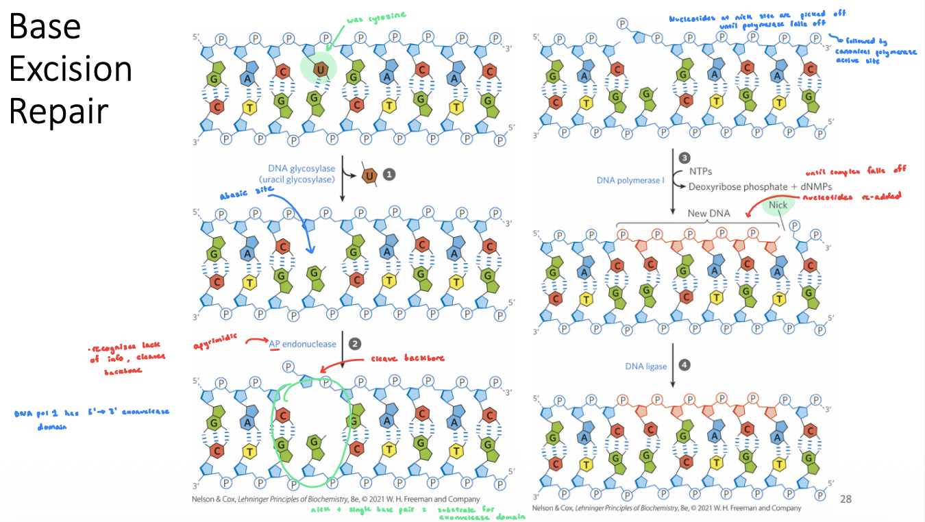 <ul><li><p>damaged base is recognized by a specific glycosylase the removes the base (generates an abasic site which is a substrate for AP endonuclease)</p></li><li><p>an endonuclease cleaves the phosphodiester backbone at the abasic site</p></li><li><p>DNA Pol I replaces missing base (and short extension)</p></li><li><p>Gap generated by the polymerase extension is filled with DNA ligase</p></li></ul><p></p>