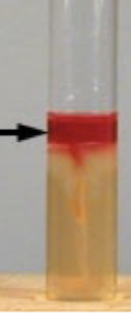 <p>indol reaction results</p>