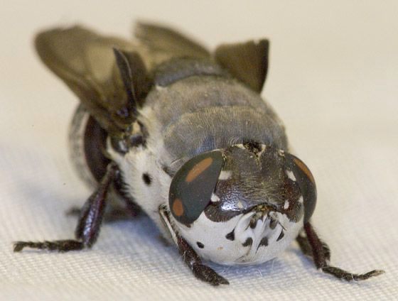 <p>what kind of fly</p>