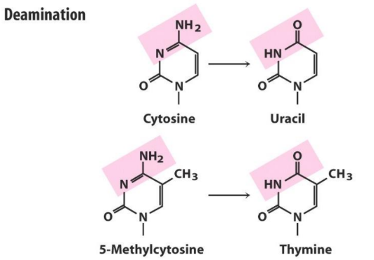 <p>thymine</p><p>-5’-CG-3’ sequences have a tendency to mutate to 5’-TG-3’</p><p>-MUTATION HOTSPOTS</p>