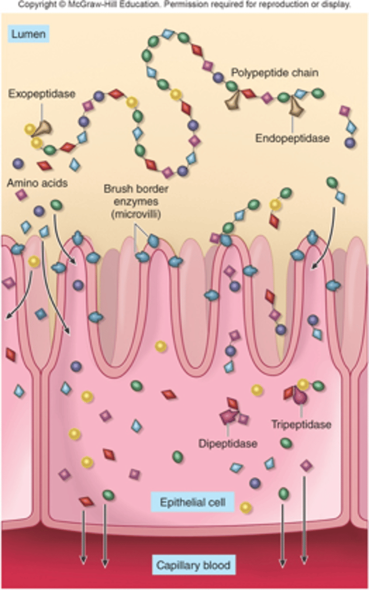 <p>insulin is a protein so would just be hydrolysed by endopeptidases and exopeptidases</p>