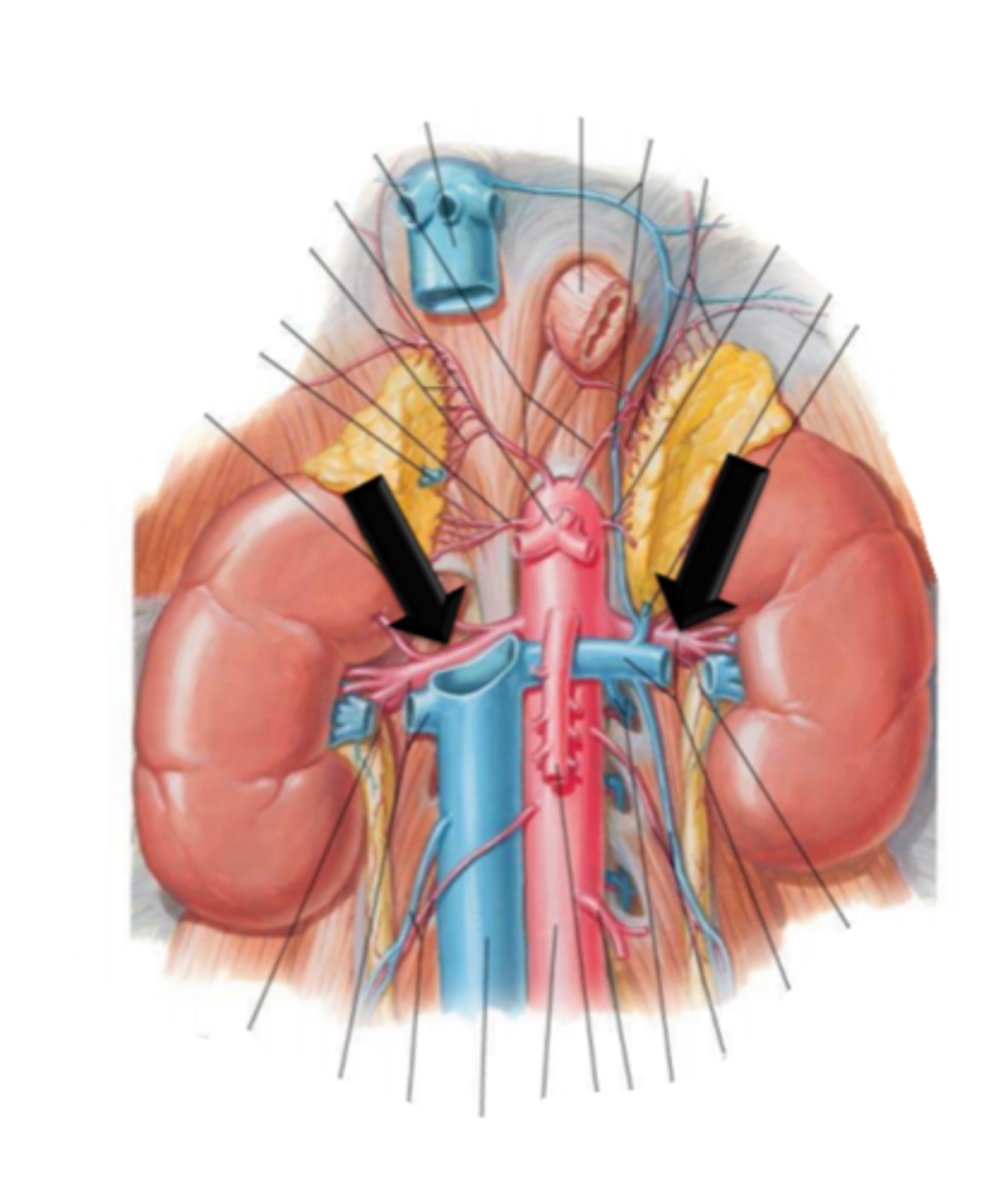 <p>identify the structure(s) indicated by the arrow</p>