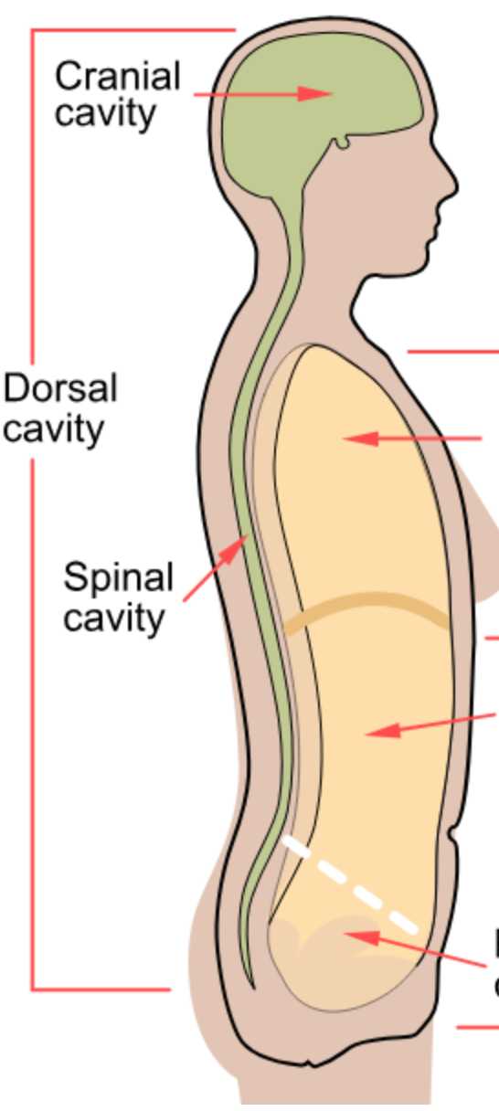 <p>Contains the cranial and vertebral cavities.</p>