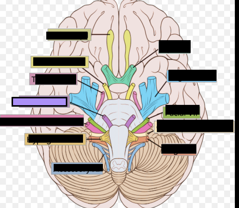 <p>VI. Nerve that affects eye movement via the lateral rectus</p>