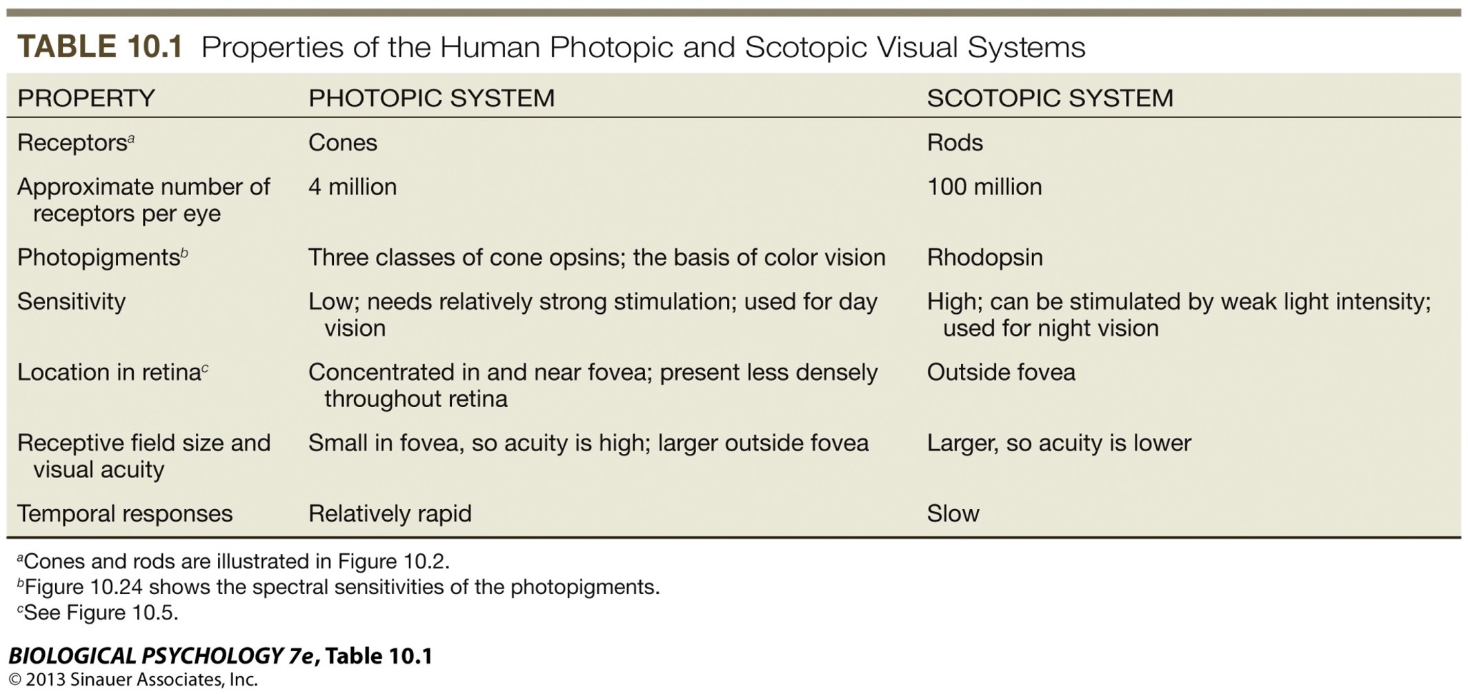 Cones:

* Photopic system
* 4 million receptors per eye
* 3 classes of opsins - **basis of colour vision**
  * S-cones - short-wavelength sensitive receptor
  * M-cones - medium-wavelength sensitive receptor
  * L-cones - long-wavelength sensitive receptor
* Low sensitivity - needs strong stimulation, used for **day vision**
* Location - concentrated in and near fovea, less dense throughout retina
* Small in fovea, so higher acuity
* Relatively rapid temporal responses

Rods:

* Scotopic system
* 100 million receptors per eye
* Rhodopsin photopigments
* High sensitivity - stimulated by weak light intensity, used for **night vision. No colour vision.**
* Located outside fovea
* Larger, so lower acuity
* Slow temporal responses