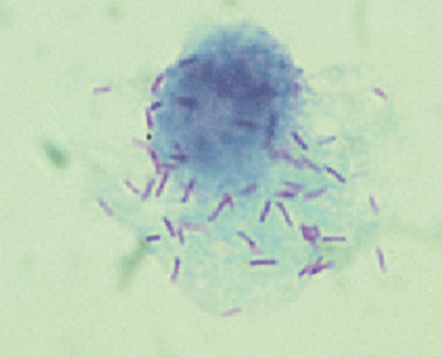 <p>Pathogens, such as viruses, that can only grow when inside cells --&gt; violates postulate 2</p>