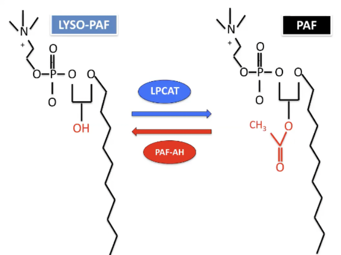 <ul><li><p><span>Lyso-PAF is inactivated form of PAF</span></p></li><li><p><span>Enzyme that adds an acyl group which activates it</span></p></li><li><p><span>Feedback mechanisms that will clear PAF as fast as it is produced as long as you have enough of an enzyme</span></p><ul><li><p><span>Enzyme is platelet activating factor acetylhydrolase - breaks off acyl group from PAF and inactivate that</span></p></li><li><p><span>As long as it does that and limits this reaction you won't die from anaphylaxis</span></p></li></ul></li></ul><p></p>