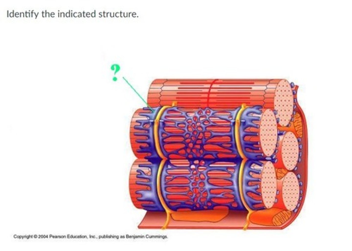 <p>Enlarged end sacs of SR (sarcoplasmic reticulum) that surround a T-tubule on both sides.</p>