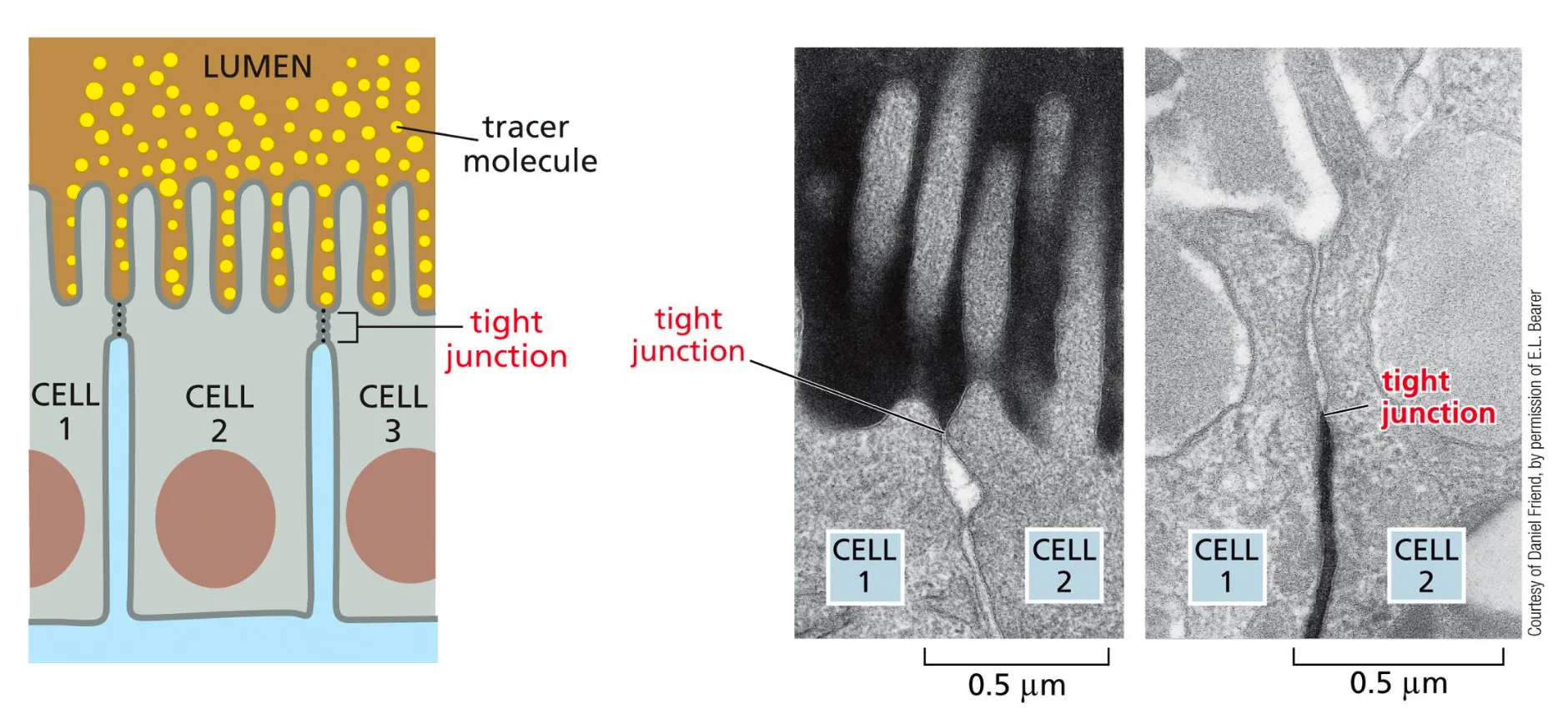 <p><span style="background-color: rgba(0, 124, 215, 0.094);"><strong><em><span>Tight Junctions form a tight barrier sealing the outside from the inside. </span></em></strong></span><span><span>Very tight and do not allow any substances through and they make a barrier between the external and internal world.</span></span></p>