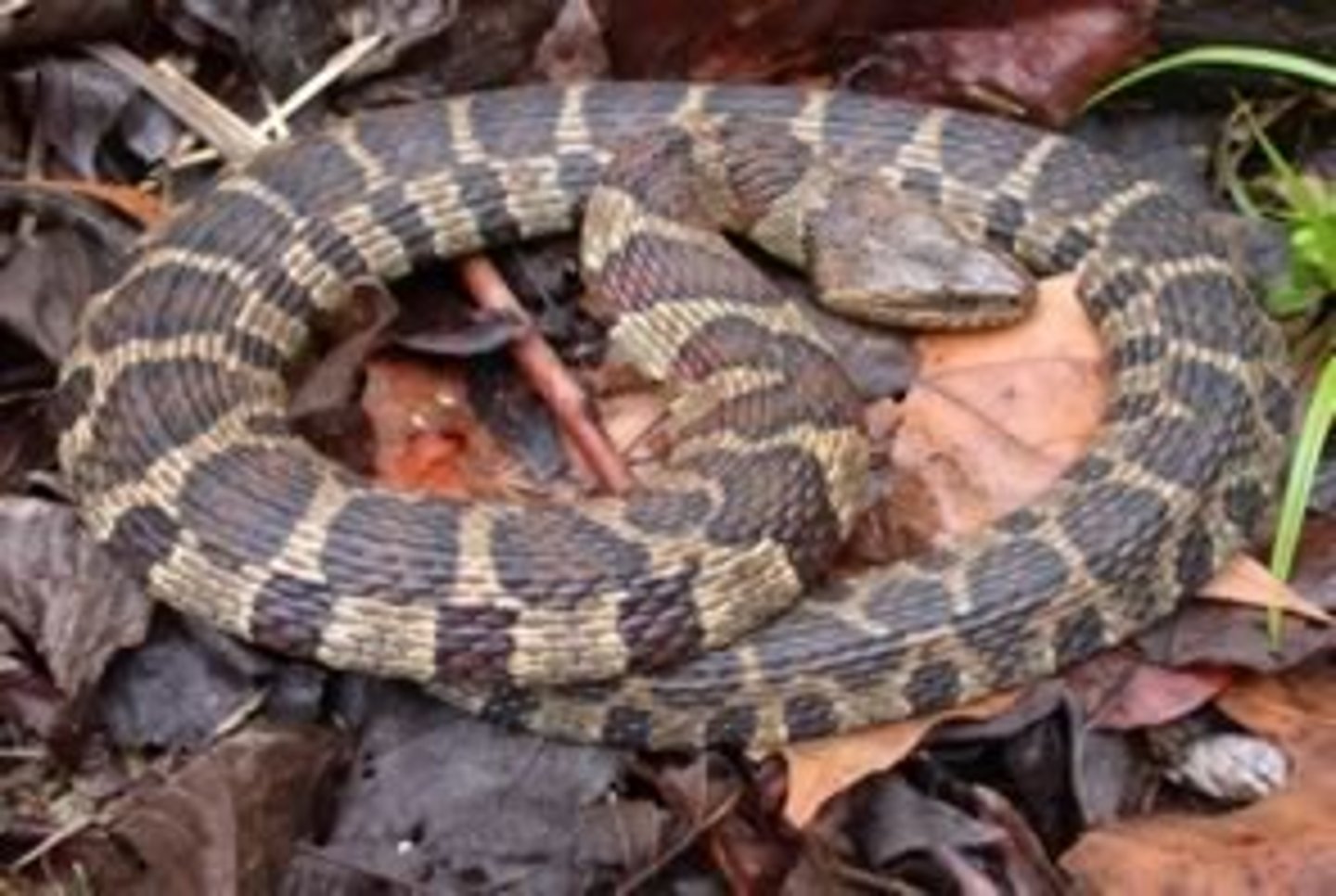 <p>Northern watersnake</p>