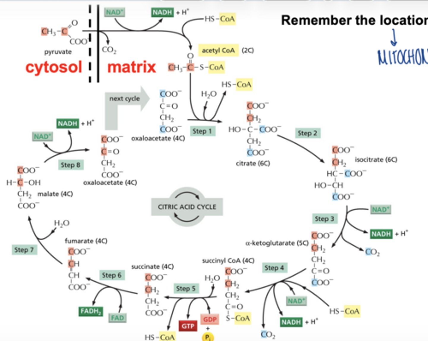 <p>eukaryotes = matrix of mitochondria</p><p>prokaryotes = cytoplasm</p>