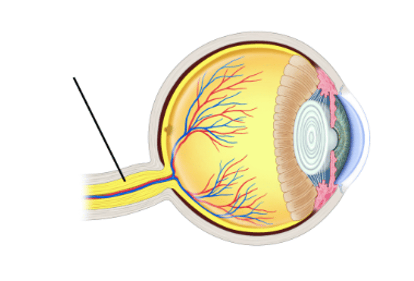 <p>Identify structure.</p>