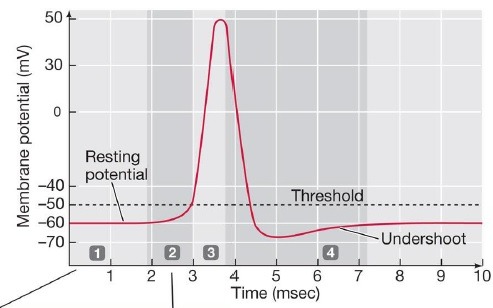 membrane potential required to open voltage-gated channels