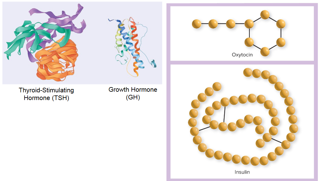 <ul><li><p>Made from <strong>chains of amino acids</strong> linked by<strong> peptide bonds</strong></p></li><li><p>Synthesized through central dogma (DNA to RNA to protein) as pro-hormones (inactive to active)</p></li><li><p>3 types: glycoproteins, small proteins, short chain polypeptides</p></li><li><p><span style="color: blue;"><strong>ALL water-soluble</strong></span></p></li></ul><p></p>