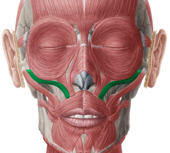 <p>above the major/ right under the eye</p>