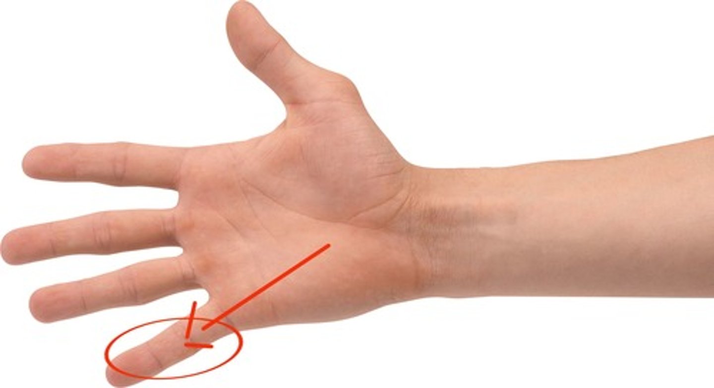 <p>Serçe Parmak</p>