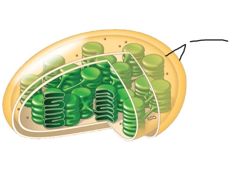 <p>3 Chloroplast </p>