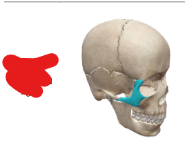 <p>What Facial Bone / How many per?</p>